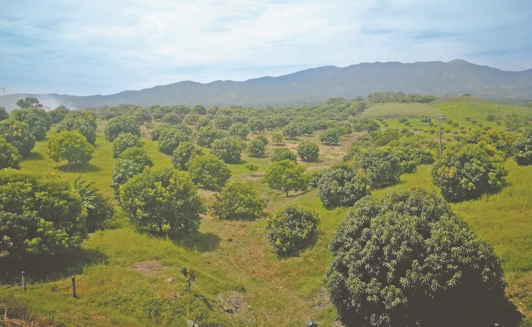 Foto: Archivo/EL UNIVERSAL 