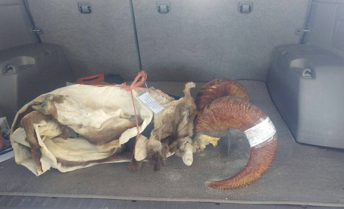 (Foto: Especial - Profepa)