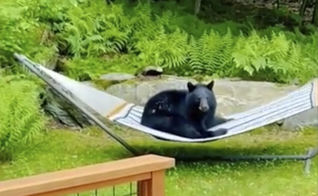 Un oso negro fue captado sentado en una hamaca en el patio trasero de una vivienda en Waitsfield, Vermont. Foto: AP