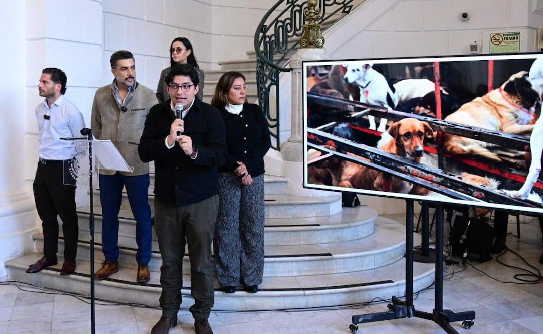 Albergues y refugios para animales no pueden funcionar únicamente con corazón: Jesús Sesma.
Foto: Especial.