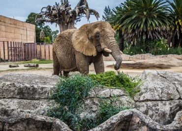 ¿Qué pasará con la elefanta “Ely”? Esta fue la resolución del juicio de amparo