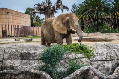 ¿Qué pasará con la elefanta “Ely”? Esta fue la resolución del juicio de amparo