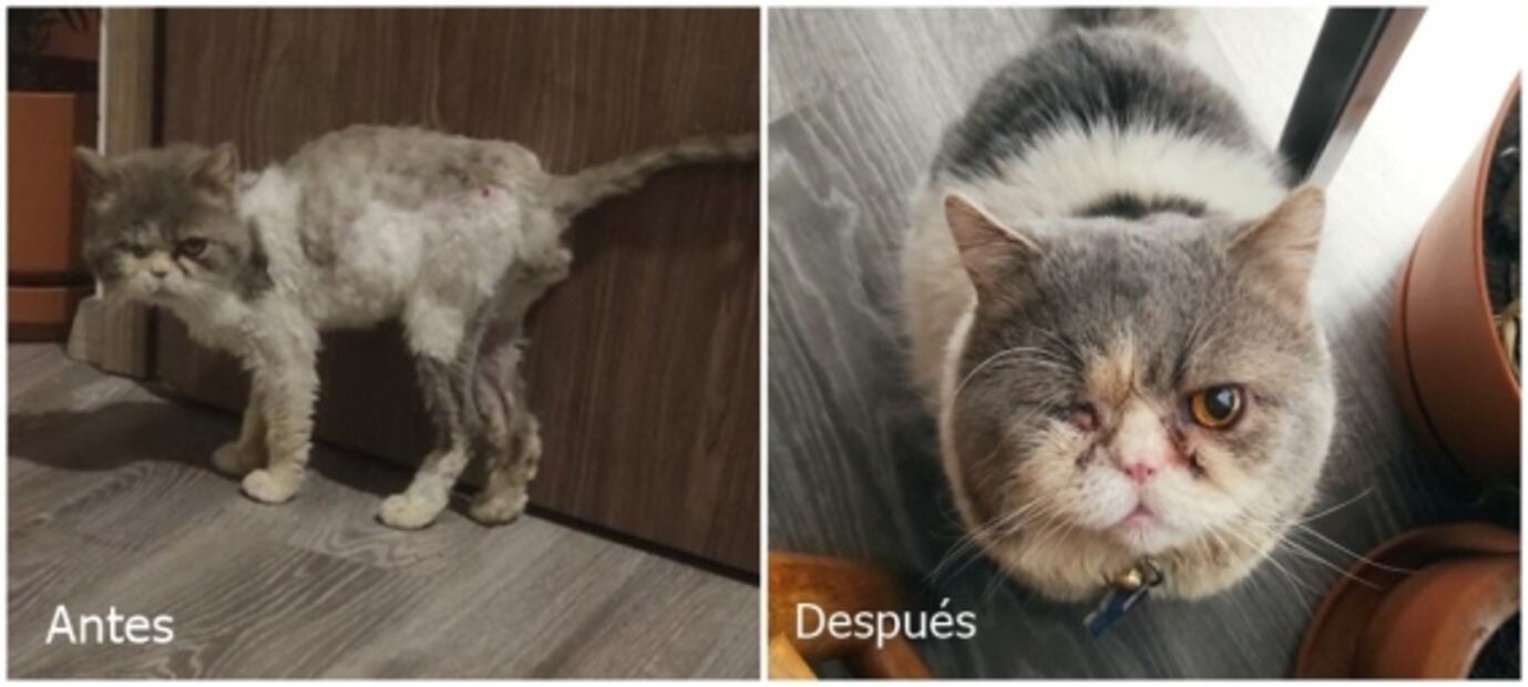 Un gathijo especial: ¿qué implica adoptar un animalito con alguna discapacidad?