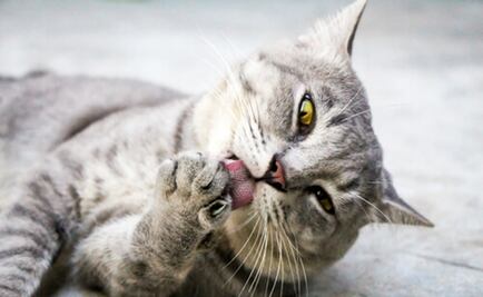 Así consiguen asearse los gatos con cada lengüetazo
