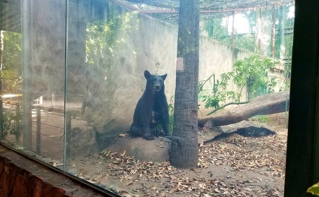 Foto: Zoológico de Culiacán