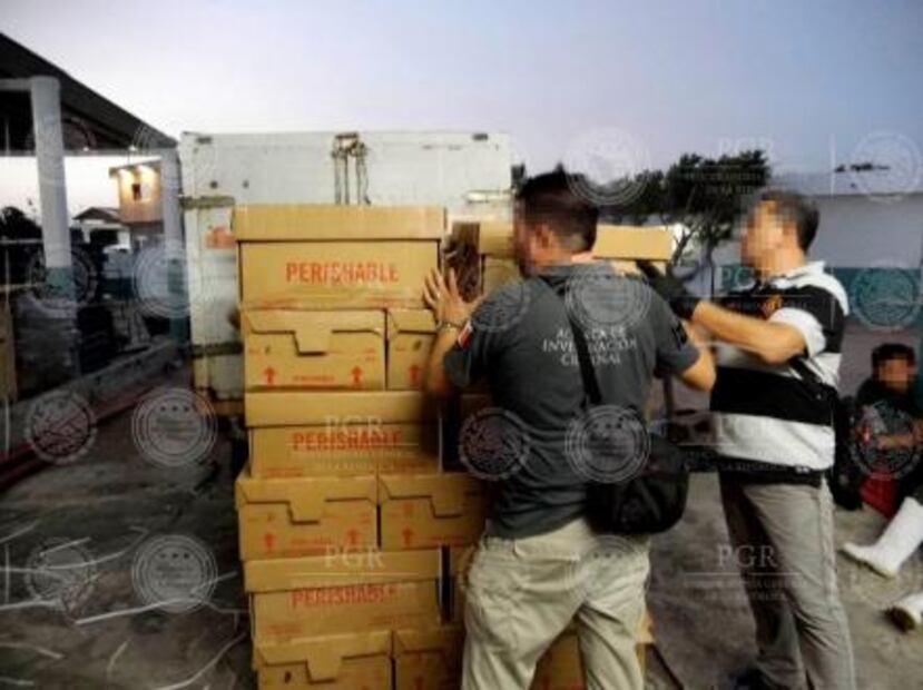 PGR decomisa el cargamento más grande de pepino de mar en lo que va del año