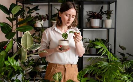 La planta natural que todos consumen porque tiene efecto antitumoral