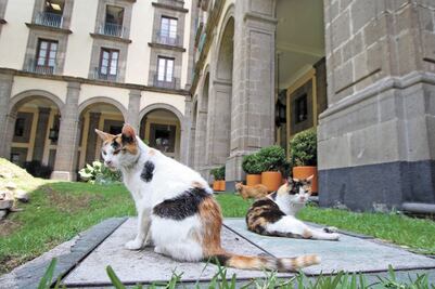 Destacan en la mañanera de AMLO protección a gatitos de Palacio Nacional en la preservación del patrimonio
