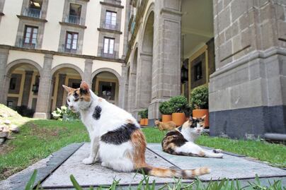 Destacan en la mañanera de AMLO protección a gatitos de Palacio Nacional en la preservación del patrimonio