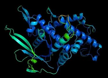 Científicos resuelven uno de los grandes misterios de la biología "casi al completo"