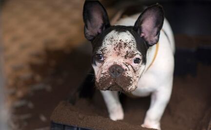 Experta revela que hacer si tu perro está muy sucio; descubre cómo solucionar el mal olor en las mascotas