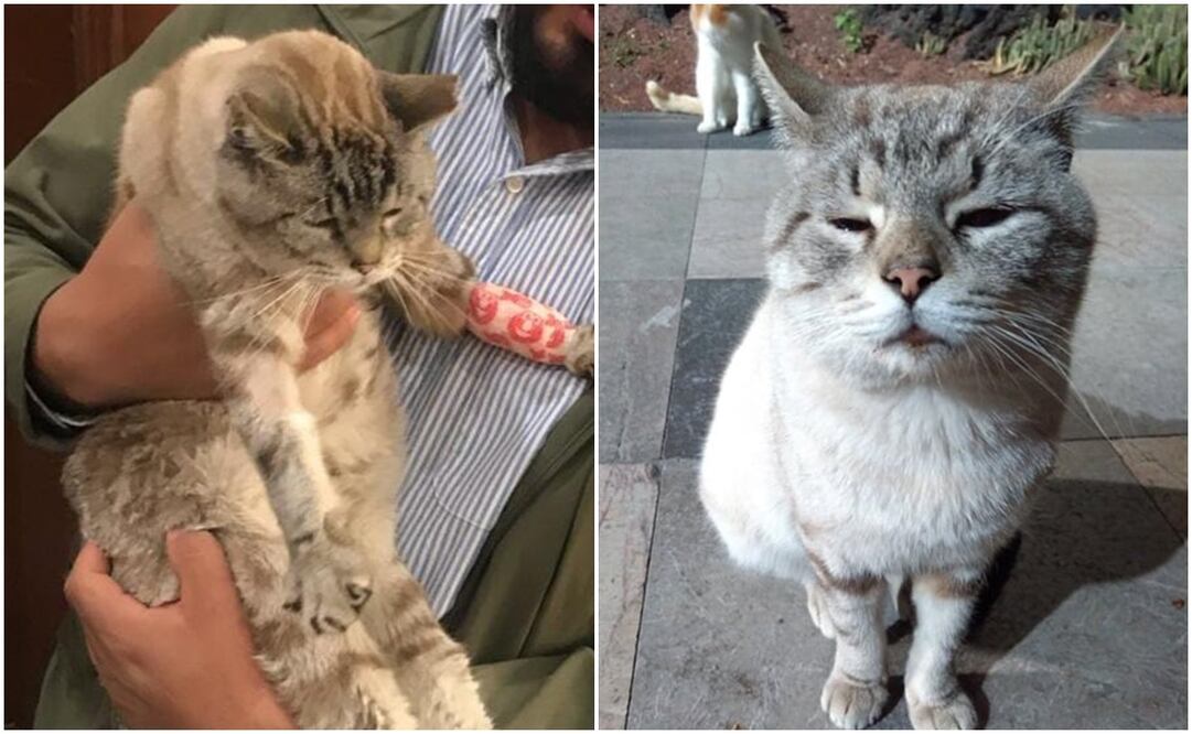 Zeus, uno de los gatos que habitaba Palacio Nacional