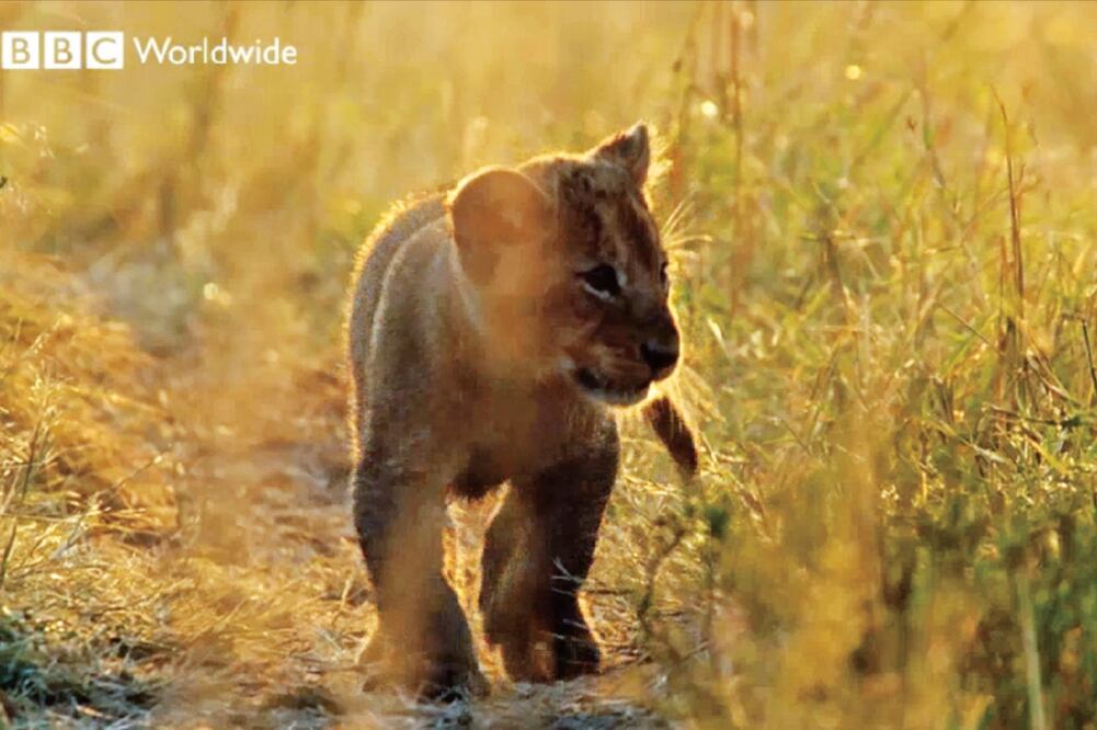 Para la incursión del canal en el mercado latino, se hizo un estudio para saber qué era lo que a ellos les interesaba ver (CORTESÍA BBC)