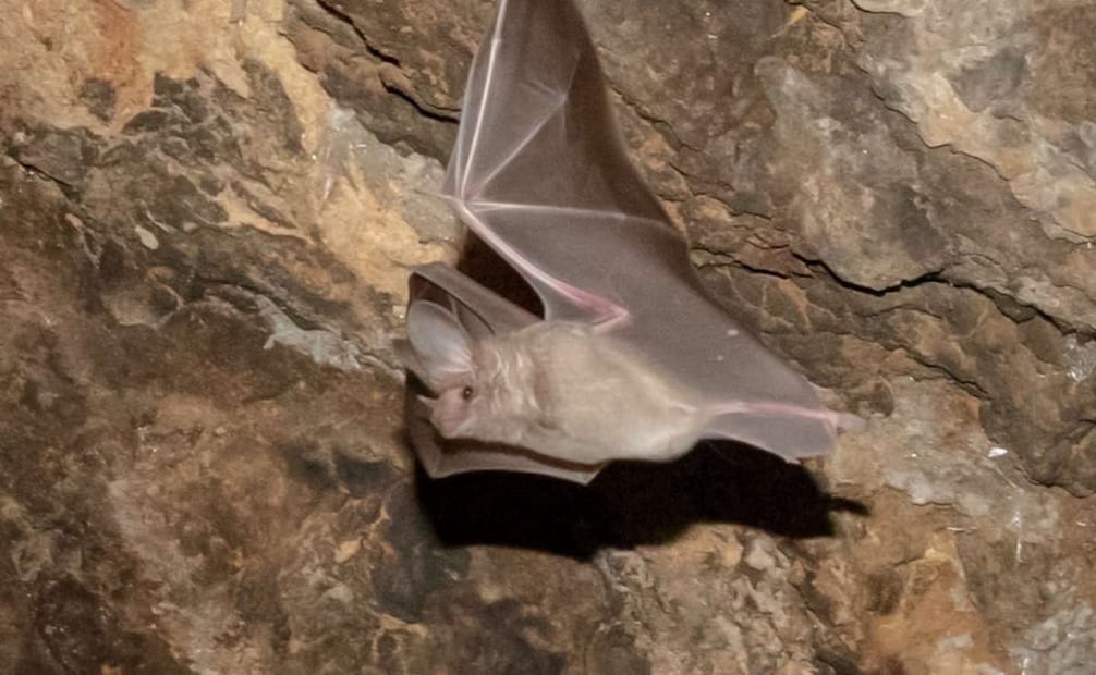 Colonia de murciélago orejón mexicano en Cueva del Cerrito de la comunidad de San Sebastián Zinacatepec, Puebla. Foto: Conanp