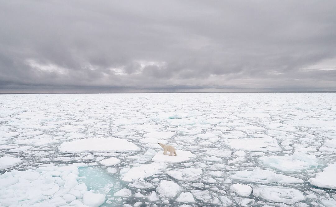 Foto: AFP / Polar Bears International / BJ Kirschhoffer
