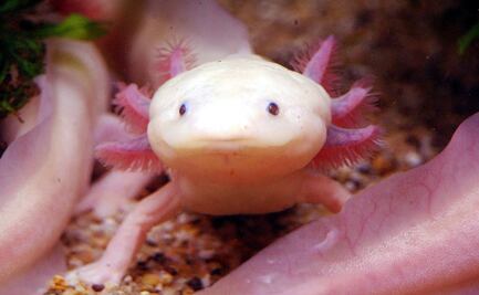 Aprende en Casa II de la SEP: ¿Qué son las especies endémicas?