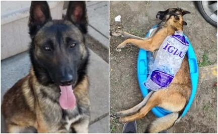 Denuncian que policía de CDMX habría matado a patadas a “Astro”, un perrito de Chalco
