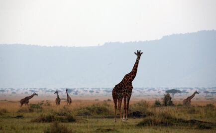 Plantar árboles podría dañar ecosistemas completos, afirman expertos