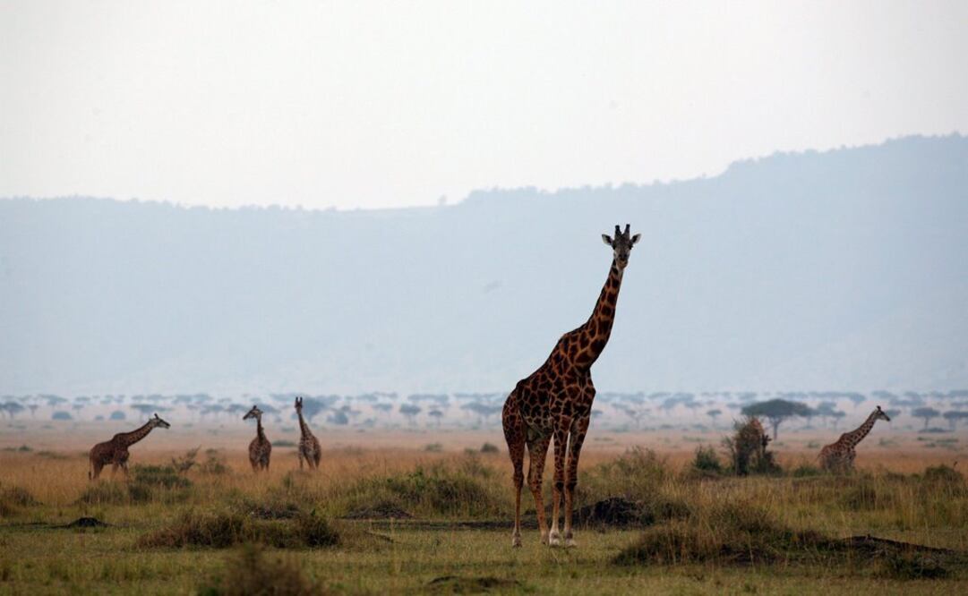 Foto: Archivo / AGENCIAS