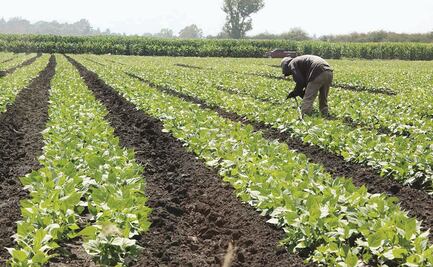 Pide senador de Florida, Marco Rubio, investigar importación de agroproductos mexicanos