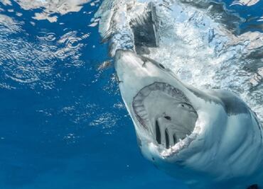 Tiburón toro, el que atacó y mató a mujer en playa de Melaque, Jalisco, asegura experto
