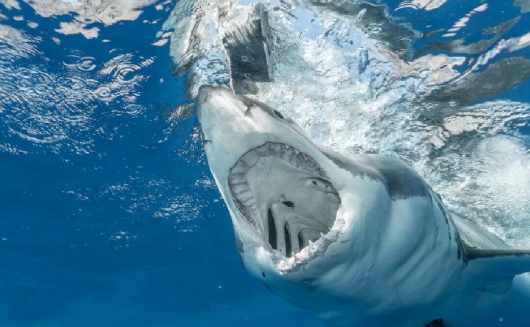 El tiburón toro puede medir hasta tres 3.4 metros y pesa entre 90 y 230 kilos Foto: Pexels