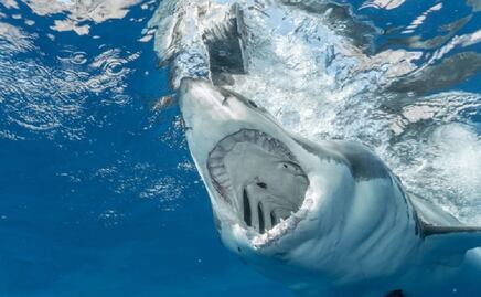 Tiburón toro, el que atacó y mató a mujer en playa de Melaque, Jalisco, asegura experto