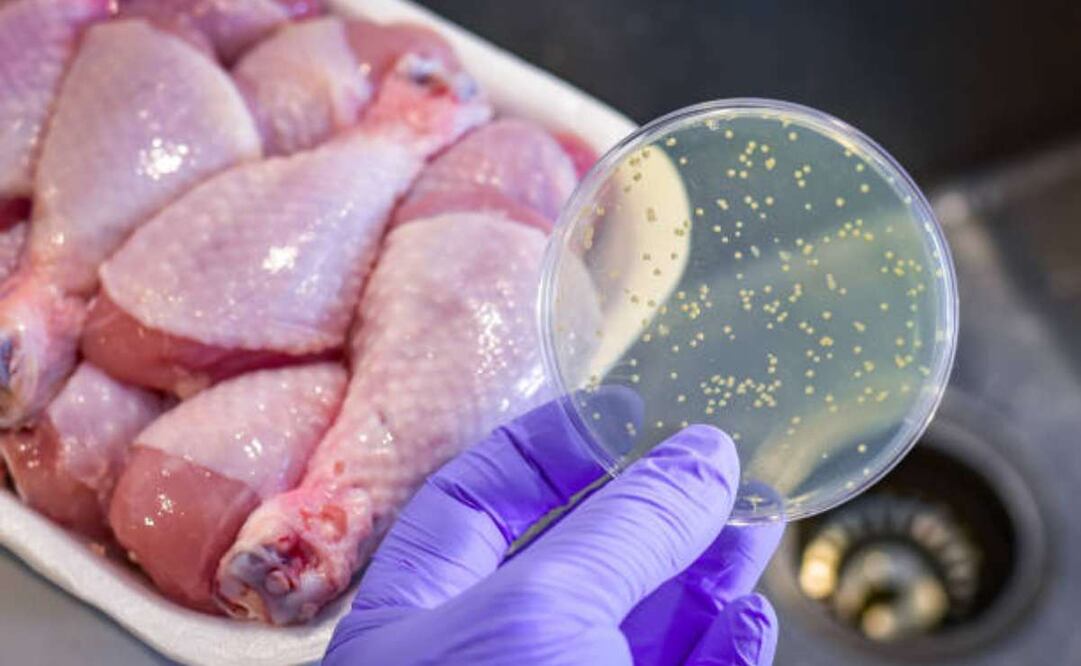 Salmonela. Foto: Istock