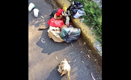 Denuncia Gálvez 'tiradero' de santeros