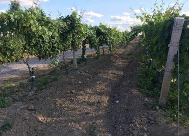 Desde Tierras Potosinas I