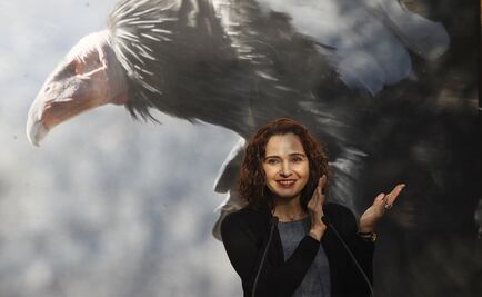 Nacen dos cóndores de California en Zoológico de Chapultepec