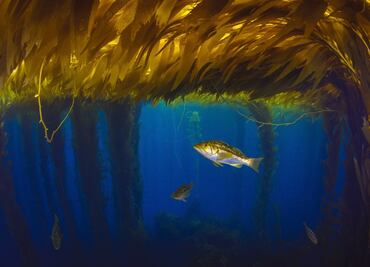 Los tesoros marinos de la industria textil