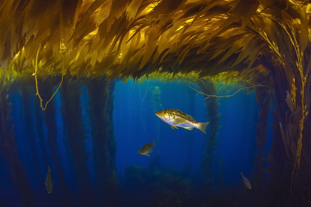 Algas marinas. Foto: Archivo EL UNIVERSAL