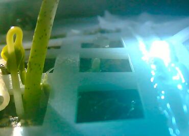 Murió la primera planta "bebé" que brotó en la cara oculta de la Luna