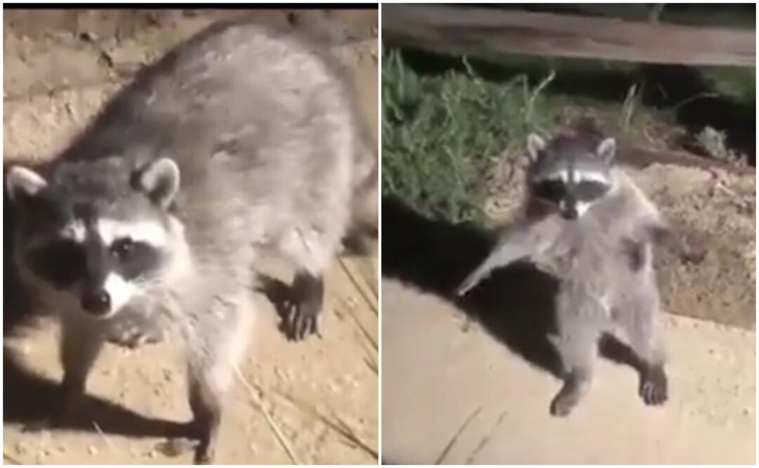 Fotos: tomadas del video que circula en redes