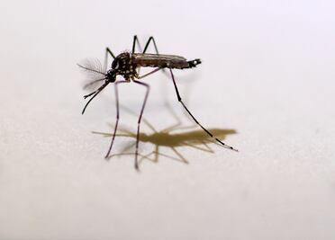 Favorecen calor y lluvia a mosquitos transmisores de dengue, chikungunya y zika