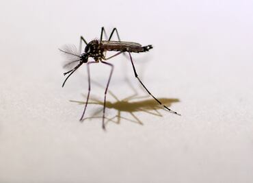 Favorecen calor y lluvia a mosquitos transmisores de dengue, chikungunya y zika