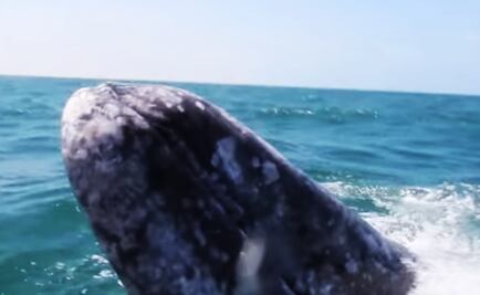 Avistamiento de ballenas, un atractivo turístico en BCS 