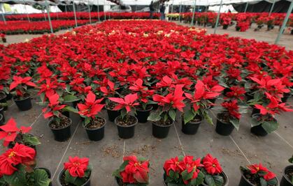 Sader quiere recupera 60 especies de plantas originarias de México