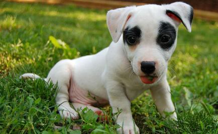 Ya puedes rentar a una persona que haga fila por ti