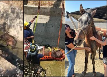 VIDEO Rescatan a un caballo de canal pluvial en Baja California Sur