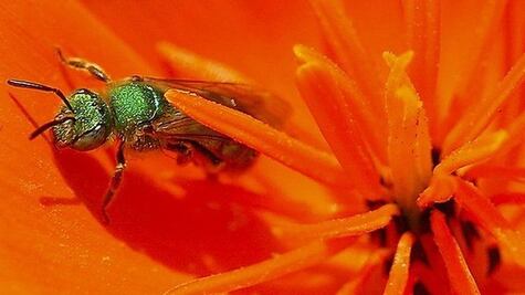 Encuentran 4 abejas vivas en el ojo de una mujer en Taiwán