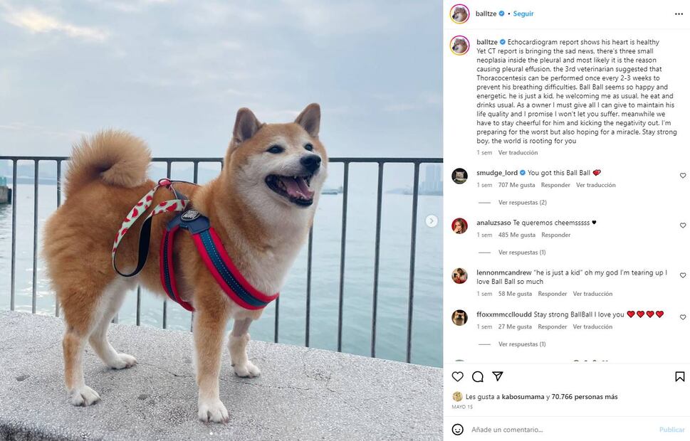 "Cheems" ha estado deteriorado de salud. / Foto: Instagram