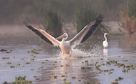 FOTOS: Pelícanos hacen de Xochimilco su hogar; “cumplen con ciclo de control”