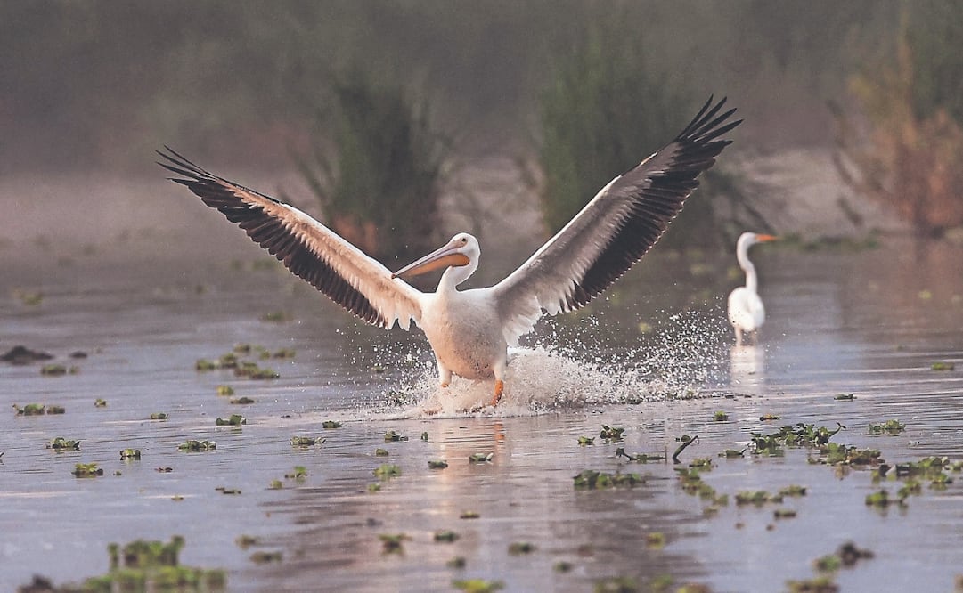 Nuevos inquilinos en los canales de Xochimilco. Foto: Gabriel Pano/ EL UNIVERSAL