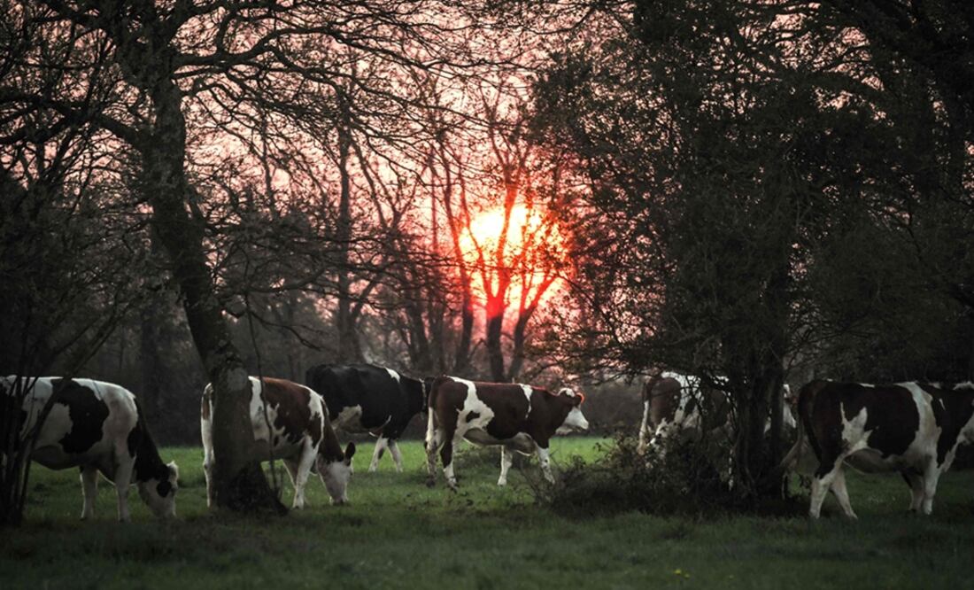 El CowToilet reduce las emisiones de amoniaco, compuesto que al entrar en contacto con estiércol, crea el protóxido de nitrógeno, un gas con efecto invernadero. Foto: AFP