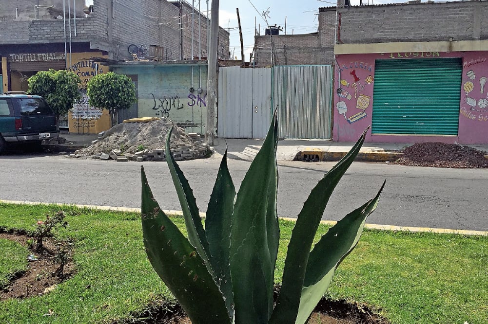 La joven Itzel Nayeli fue detenida el jueves por la mañana frente a su casa en el barrio Cesteros, luego de que fue identificada como la presunta Degolladora (EMILIO FERNÁNDEZ. EL UNIVERSAL)