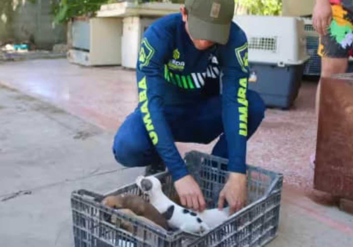 ⚠️ Maltrato animal no cede en Mérida: fueron registrados más de 500 reportes en tres meses, de acuerdo con Umaba