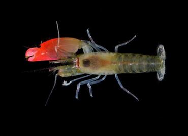 Nombran "Pink floyd" a un nuevo camarón pistola