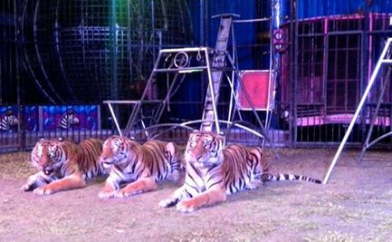 Con amparo, circo sorprende con animales en Tamaulipas